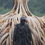 image for A Kenyan anti-poaching ranger stands guard over confiscated ivory .