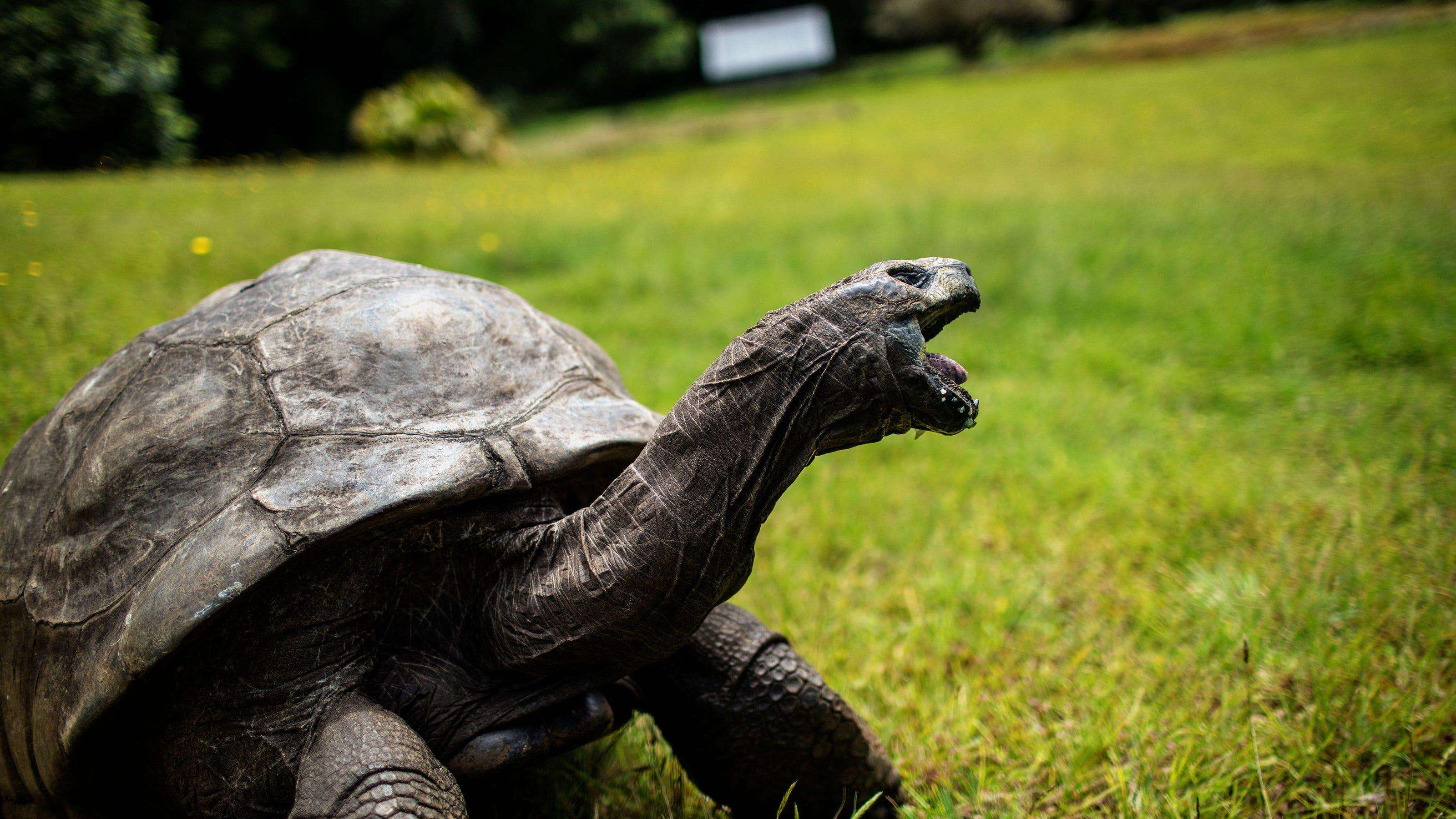 image for World's oldest known land animal, Jonathan the tortoise, still alive at nearly 200