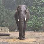 image for Elephant at Animal Kingdom I took today