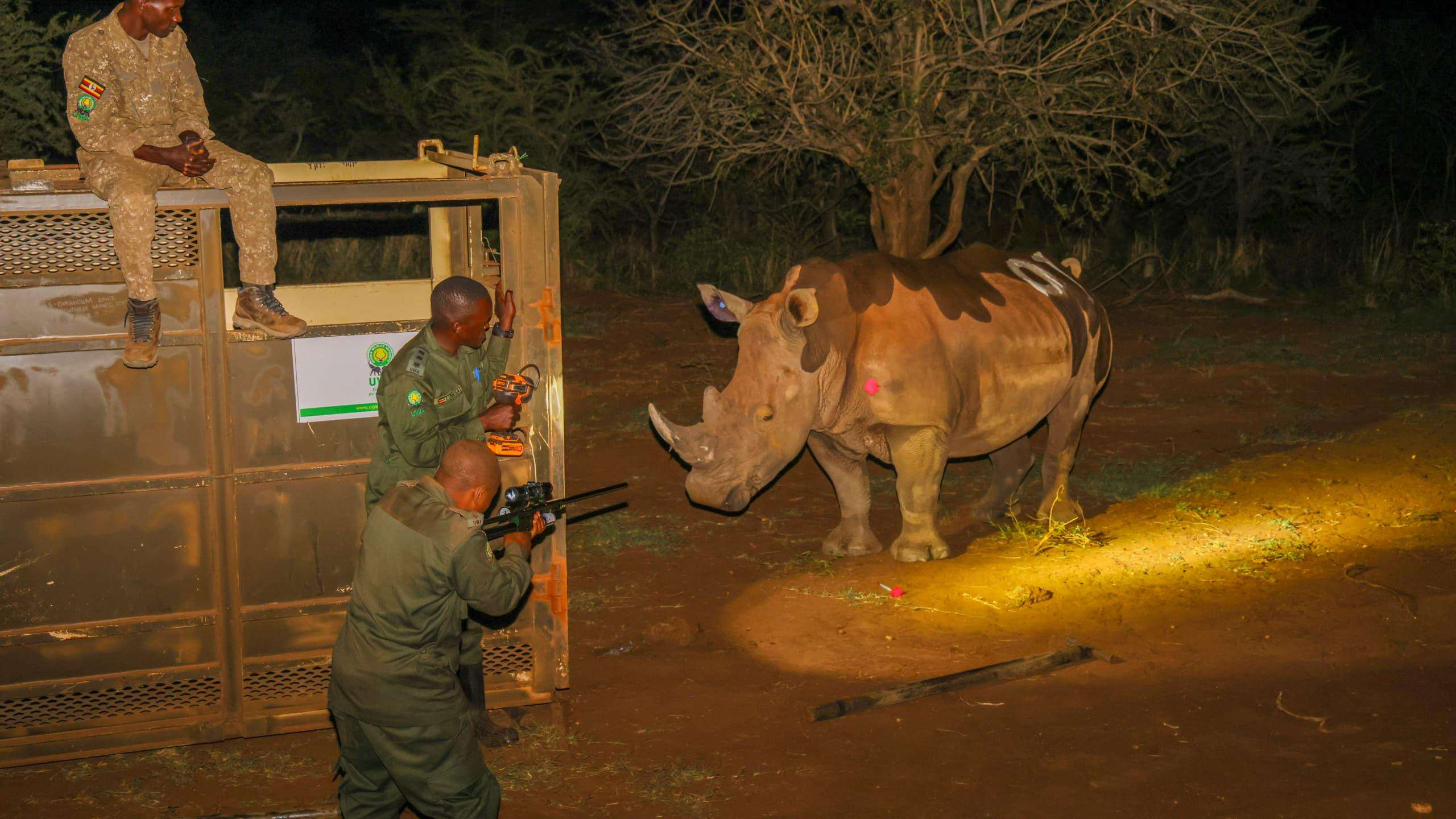 image for Decades after poaching drove them extinct, rhinos are back in the wild in Uganda