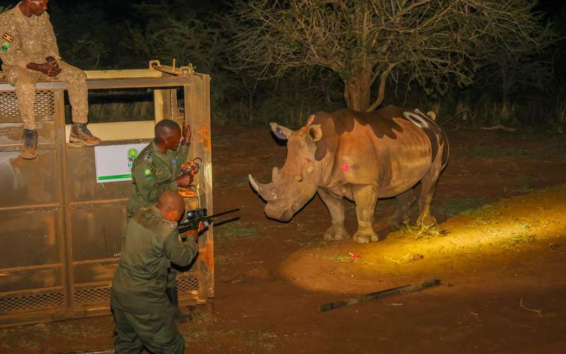 image for Decades after poaching drove them extinct, rhinos are back in the wild in Uganda