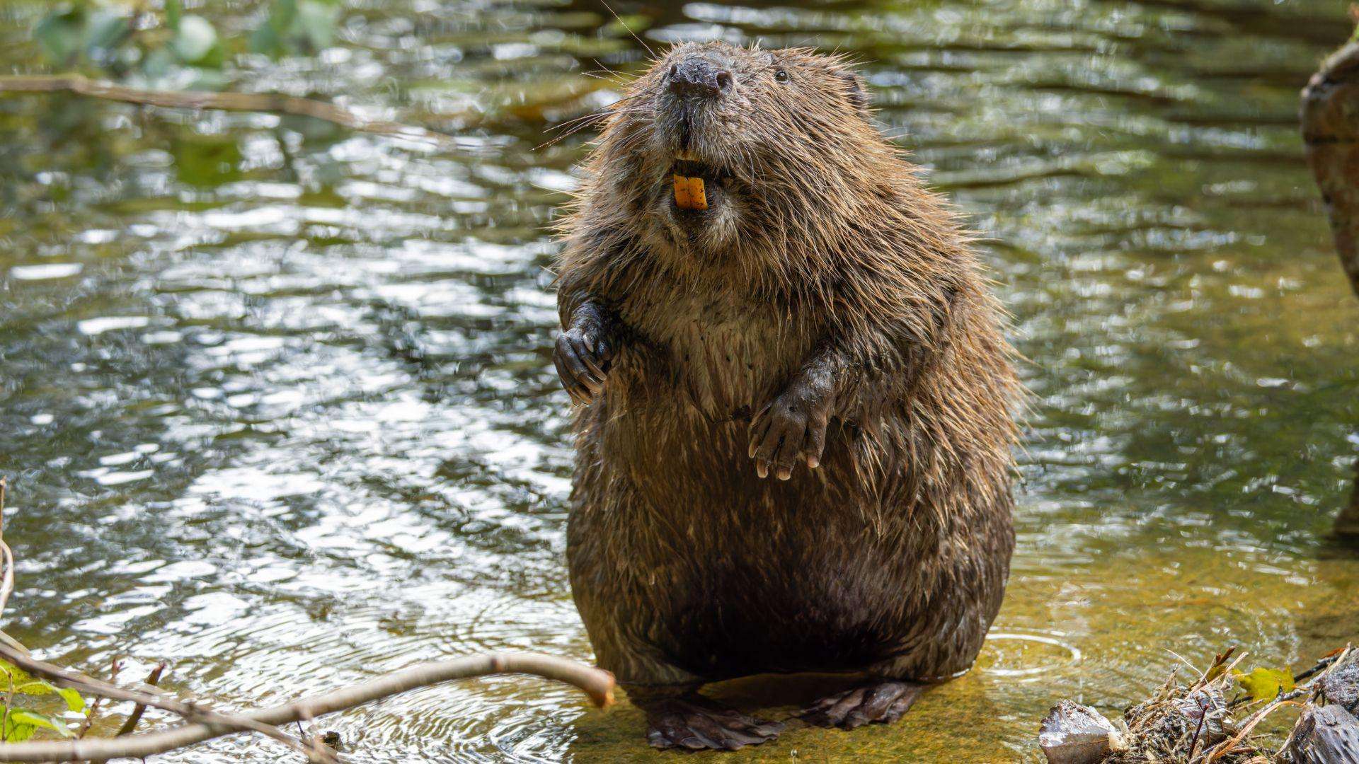 image for A secret weapon to fight carbon emissions was just discovered: Beavers