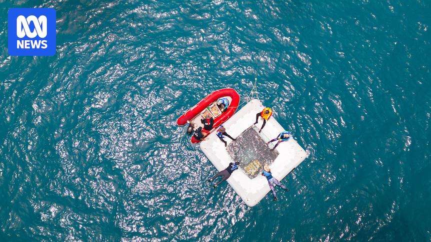 image for Hand-raised baby corals bring hope of restoring Great Barrier Reef