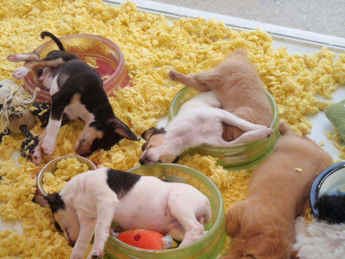 image for Colorado Lawmakers Approve Ban of Selling Dogs, Cats at Pet Stores