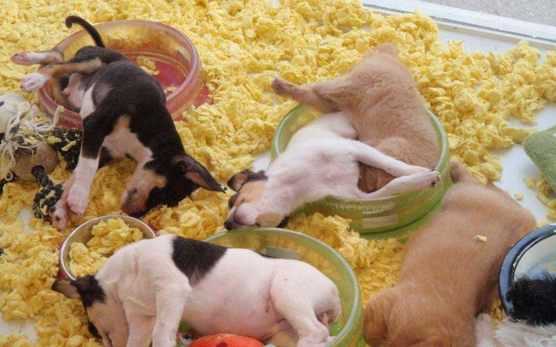 image for Colorado Lawmakers Approve Ban of Selling Dogs, Cats at Pet Stores