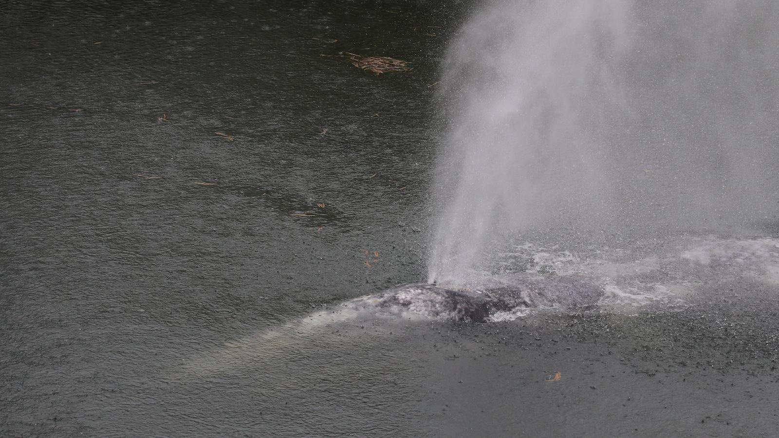 image for Gray whale that swam 20 miles up Washington state river found dead