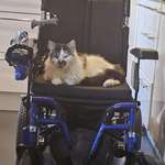 image for [OC] The chances of a cat holding your wheelchair for ransom are low, but never zero.