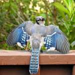 image for [OC] A Bluejay showing off its beautiful wings and tail feathers.