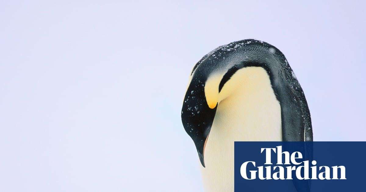 image for Mass drowning of chicks puts emperor penguins at risk of extinction