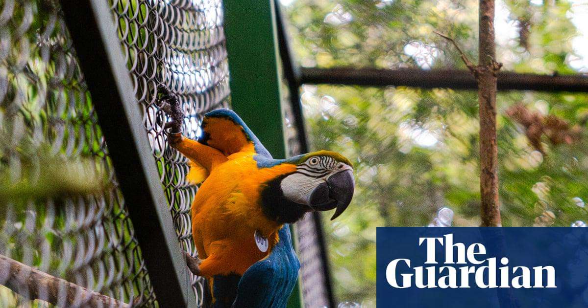 image for ‘A dream come true’: Brazil’s blue-and-yellow macaws return to Rio after 200 years