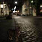 image for [OC] This cat I photographed while drunk in Amsterdam 12 years ago.