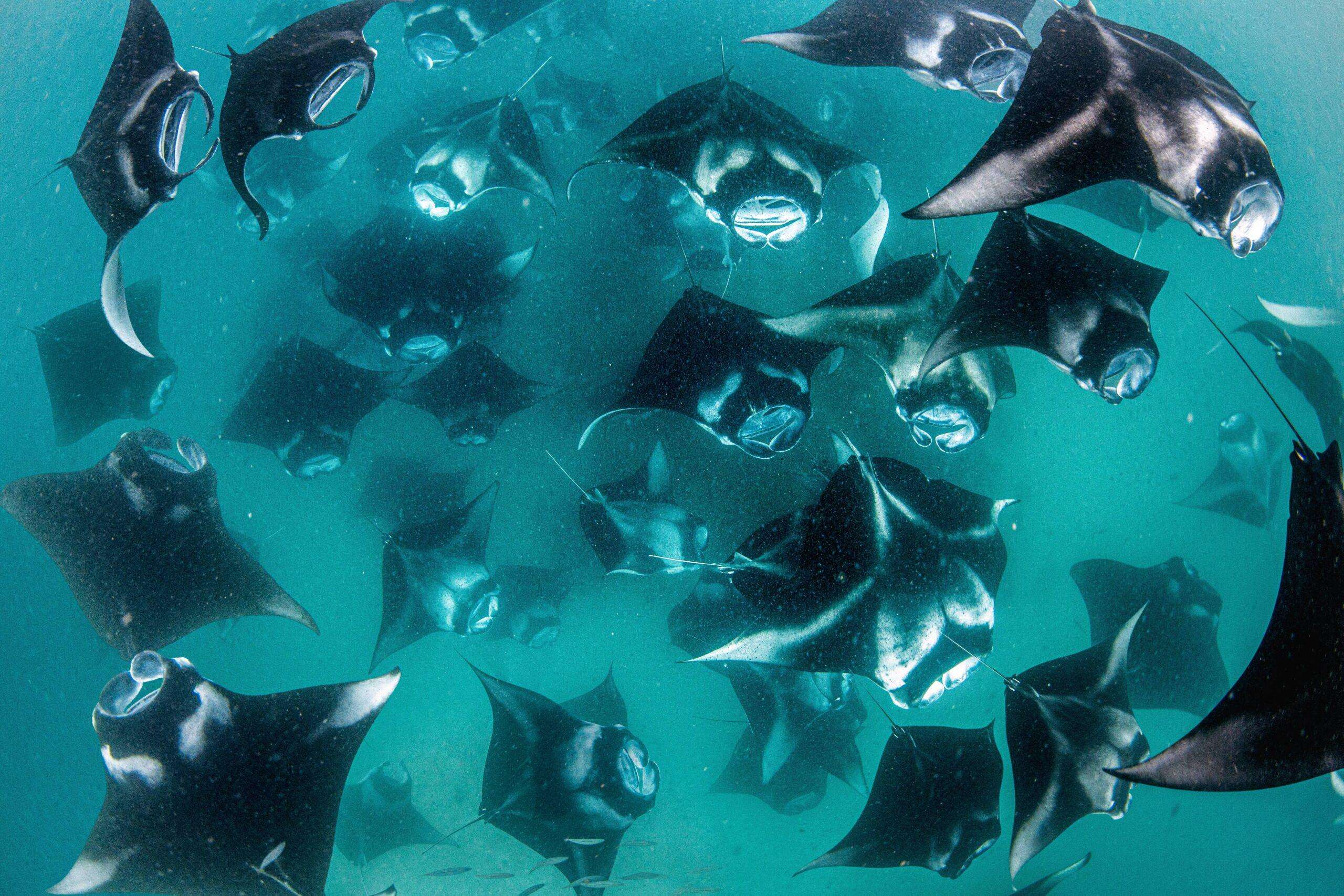 image for 10% of the ocean now protected. We have four years to triple it