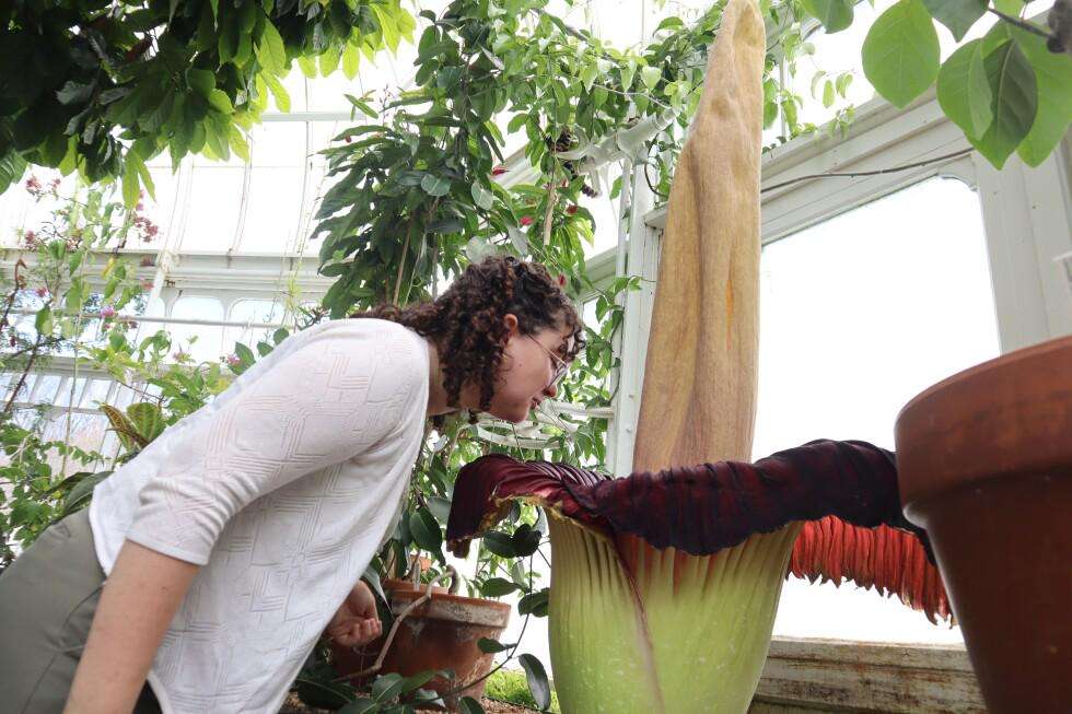 image for Mount Holyoke’s corpse flower blooms again, drawing crowds to its ‘rotting flesh’ stench
