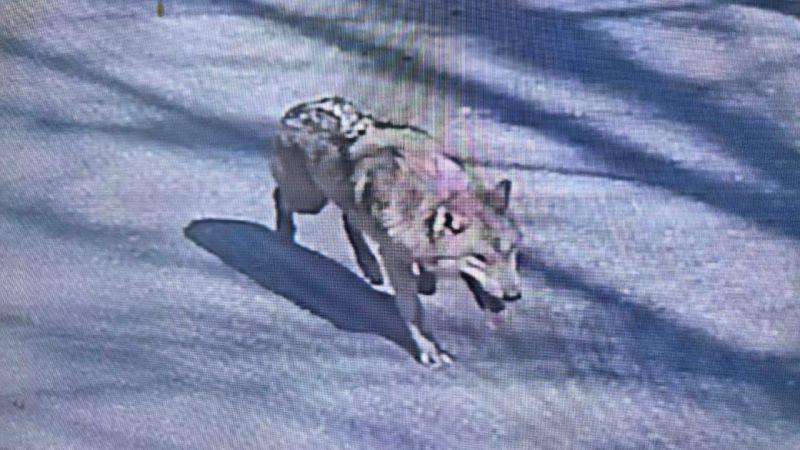 image for Escaped wolf returned to zoo after nine-day search, sparking celebrations in South Korea