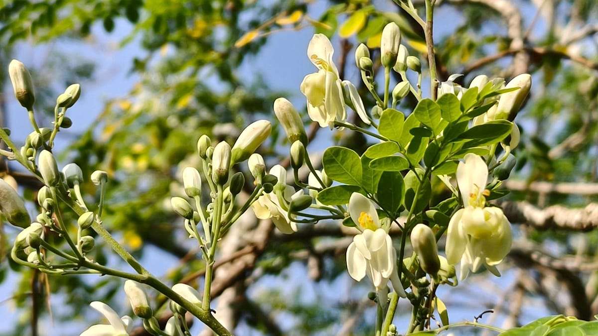 image for ‘Miracle tree’ removes 98% of microplastics from drinking water, outperforming chemical alternatives