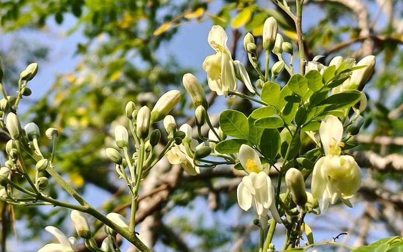image for ‘Miracle tree’ removes 98% of microplastics from drinking water, outperforming chemical alternatives