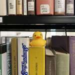 image for Someone has been hiding ducks around my uni