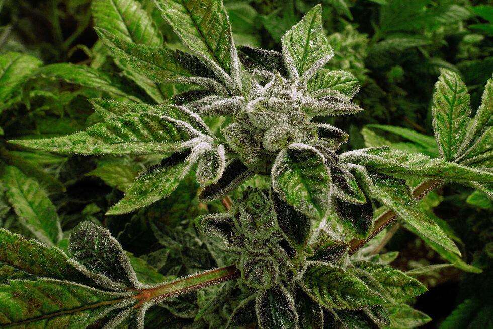 image for Trump reclassifies state-licensed medical marijuana as a less-dangerous drug in a historic shift