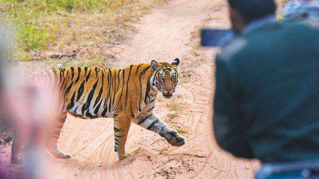 image for No selfies, no phones: Why wildlife destinations are starting to say 'no' to tourists