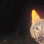 image for This incredibly photogenic coyote from one of my trail cams.