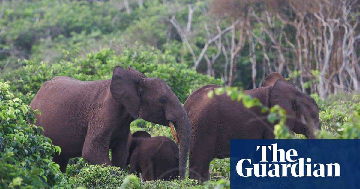 image for US millionaire big-game hunter dies after being crushed by elephants