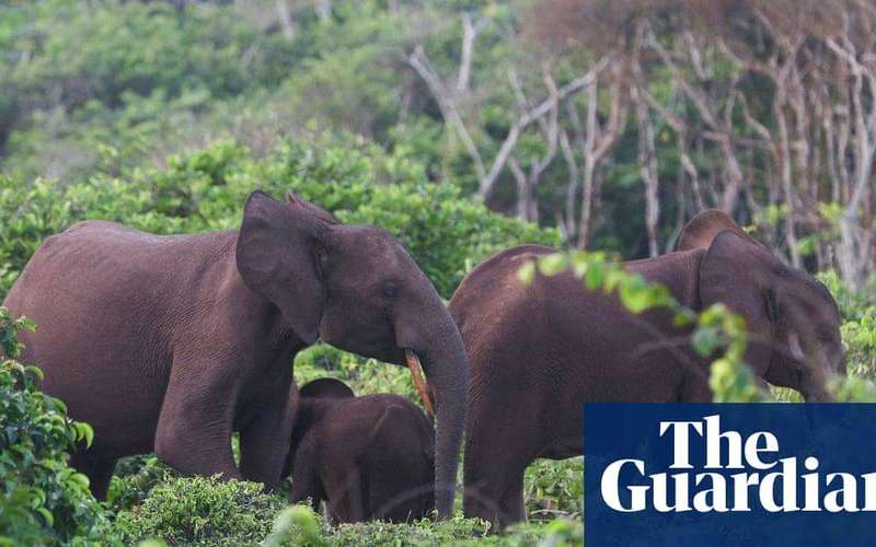 image for US millionaire big-game hunter dies after being crushed by elephants