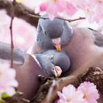 image for Two pigeons cuddling in a cherry blossom tree in Stockholm, Sweden