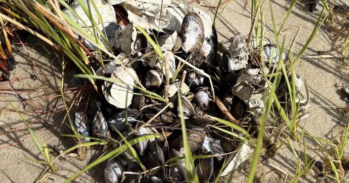image for Mussels are ‘exploding’ along Virginia Beach shorelines