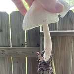 image for A keen mushroom