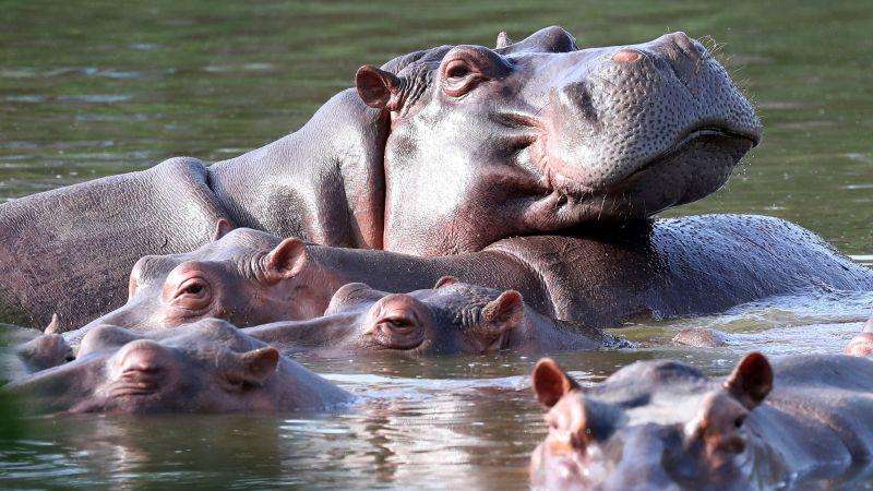 image for Indian billionaire heir offers to save 80 of Pablo Escobar’s ‘cocaine hippos’ from Colombian cull