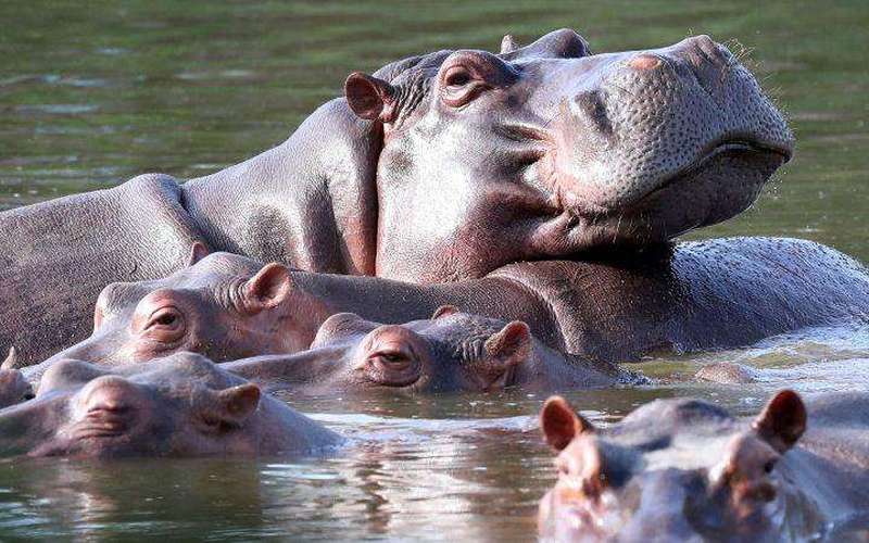 image for Indian billionaire heir offers to save 80 of Pablo Escobar’s ‘cocaine hippos’ from Colombian cull