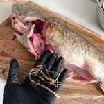 image for [OC] Found this in a pike perch. I'm shocked.
