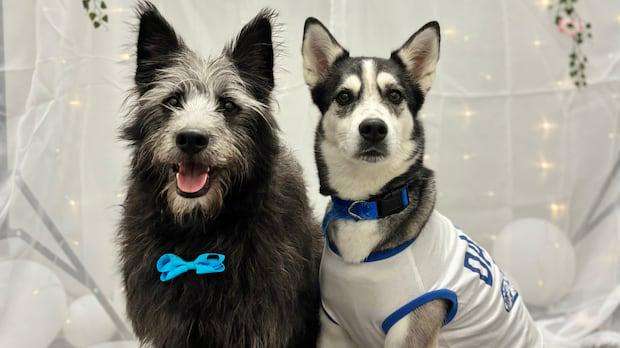 image for Driven by love? Five-year-old husky walks herself to doggy daycare in Regina
