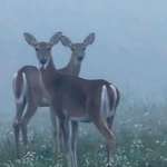 image for [OC] Two Deer posing for me on this very foggy morning. Edinburg, VA.