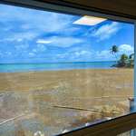 image for Noxious sargassum algae as seen from the doctor's office. There's no sand in this picture