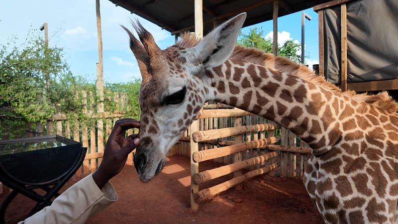image for A giraffe orphan named Pips was rescued by Sheldrick Wildlife Trust last September after her mother was killed by lions in Kenya. The keepers call her "Pipsi." She knows her name and responds to it. Her best friend at the sanctuary is a zebra named Bombi.