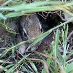 image for This baby bunny I almost hit with the lawn mower