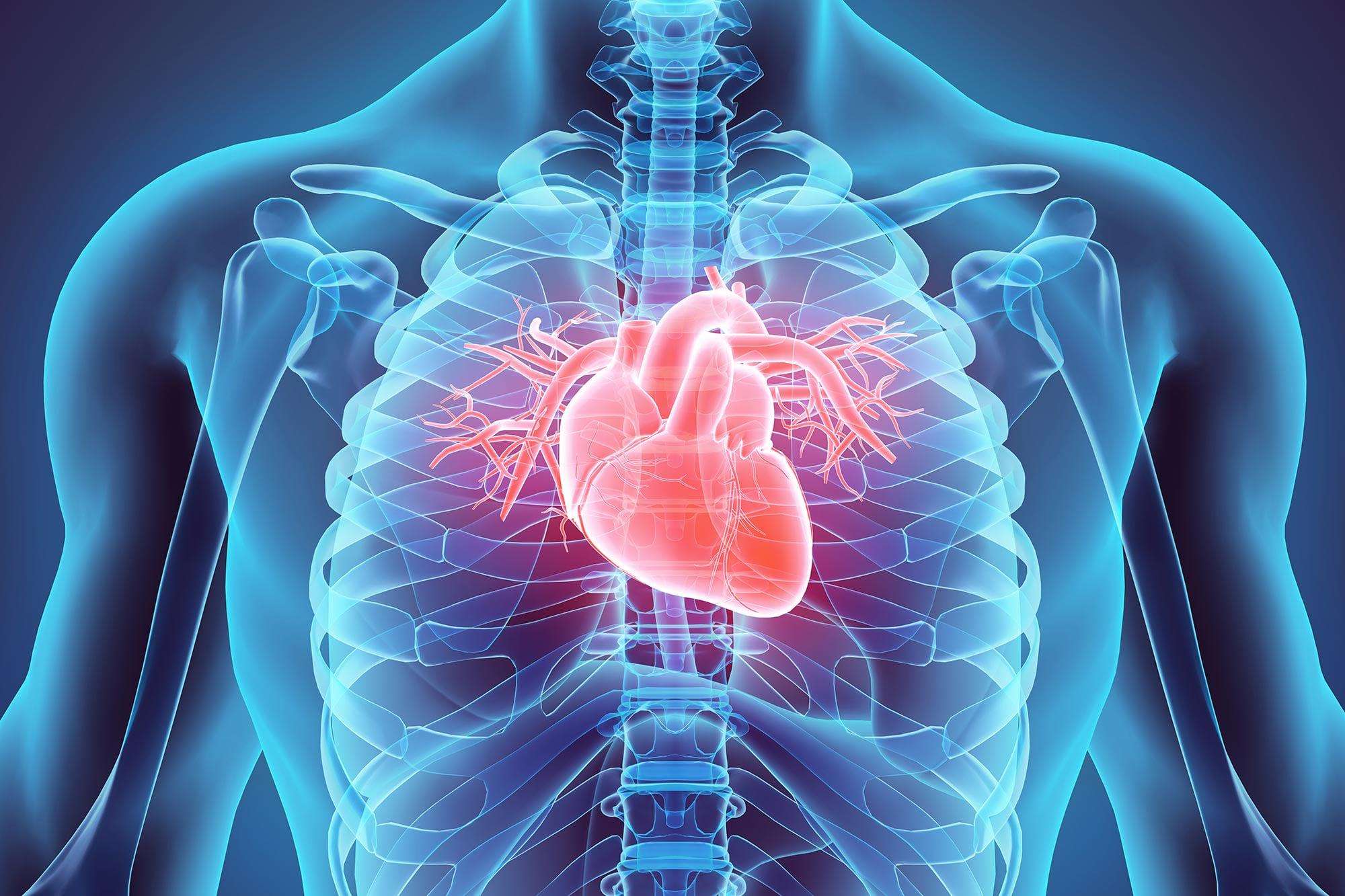 image for World-First Study Reveals Human Hearts Can Regenerate After a Heart Attack