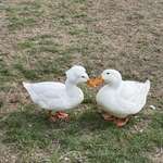 image for I met a duck with amazing hair