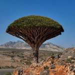 image for A Dragon Blood Tree on Socotra Island, Yemen, nature's own umbrella [OC]