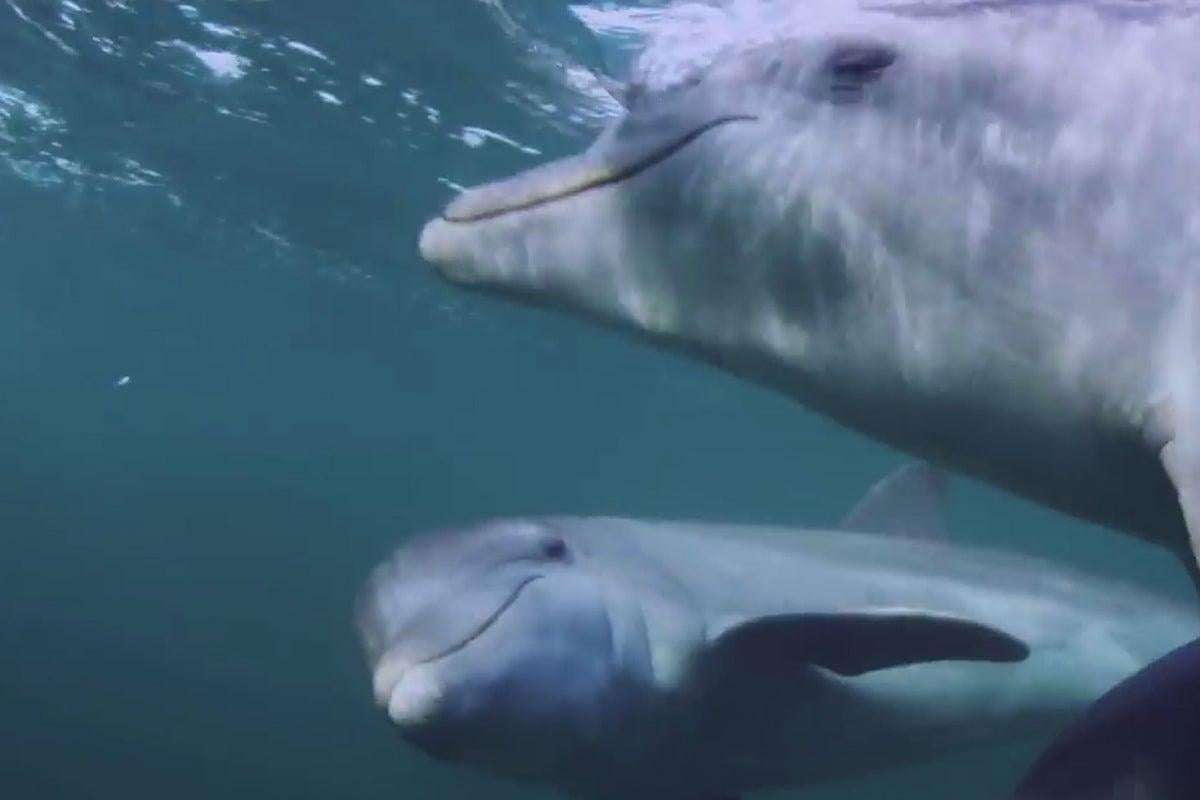 image for Dolphins ‘deliberately get high’ on puffer fish nerve toxins by carefully chewing and passing them around