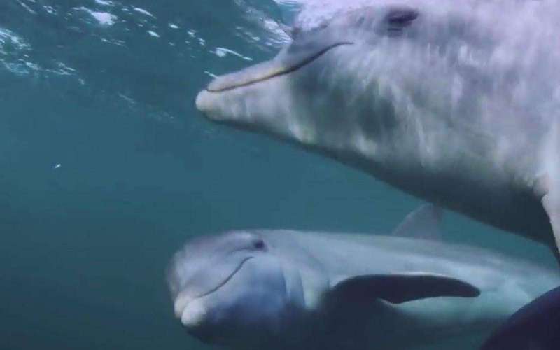 image for Dolphins ‘deliberately get high’ on puffer fish nerve toxins by carefully chewing and passing them around