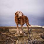 image for This good girl turned 14 yesterday and still refuses to act her age (OC)