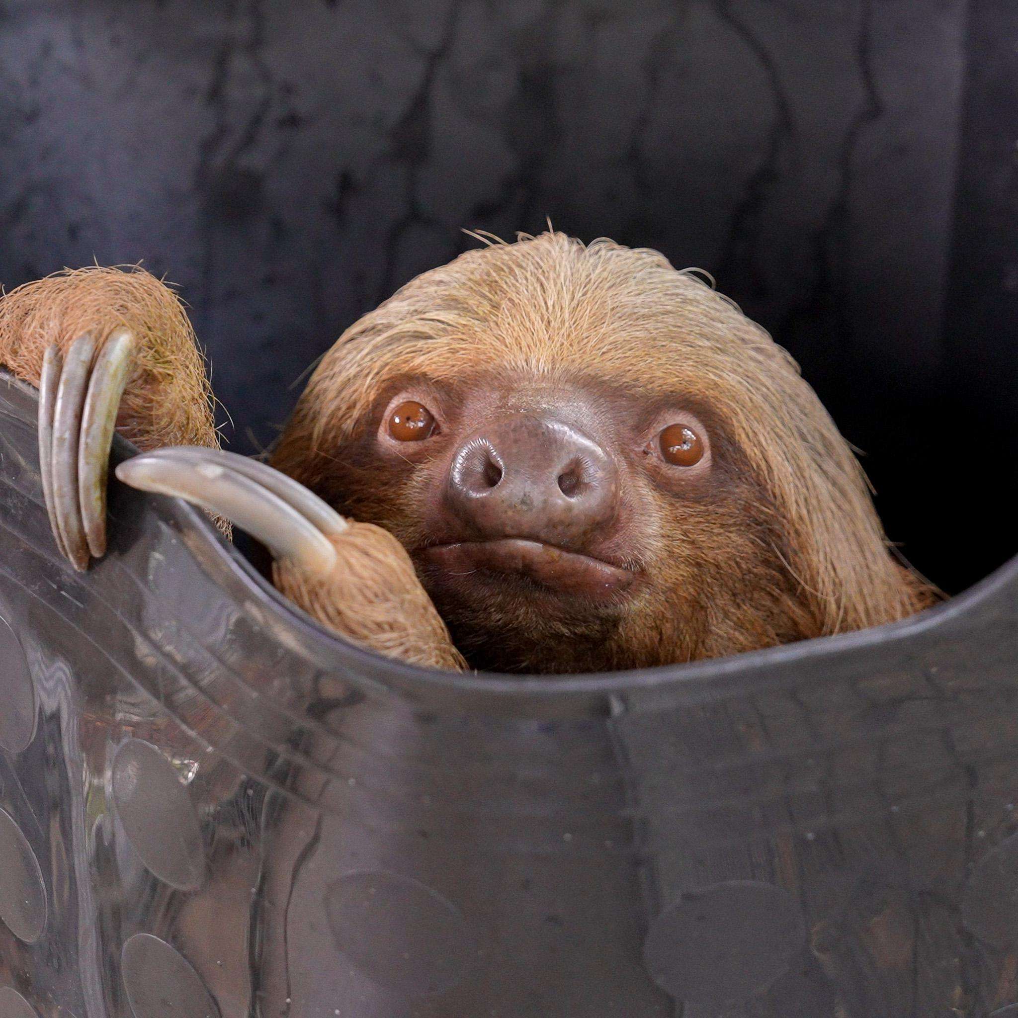 image for Third sloth, Dumpling, dies after rescue from Sloth World