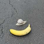 image for Absolutely massive snail I saw today (banana for scale)