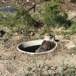 image for A wild donkey stuck in a septic tank in Arizona