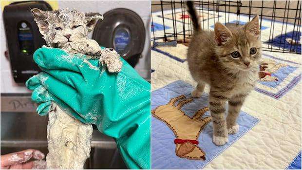 image for Elmer the kitten is now thriving after he was found in a bucket of glue