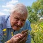 image for David Attenborough, aged 100 today, handles a harvest mouse
