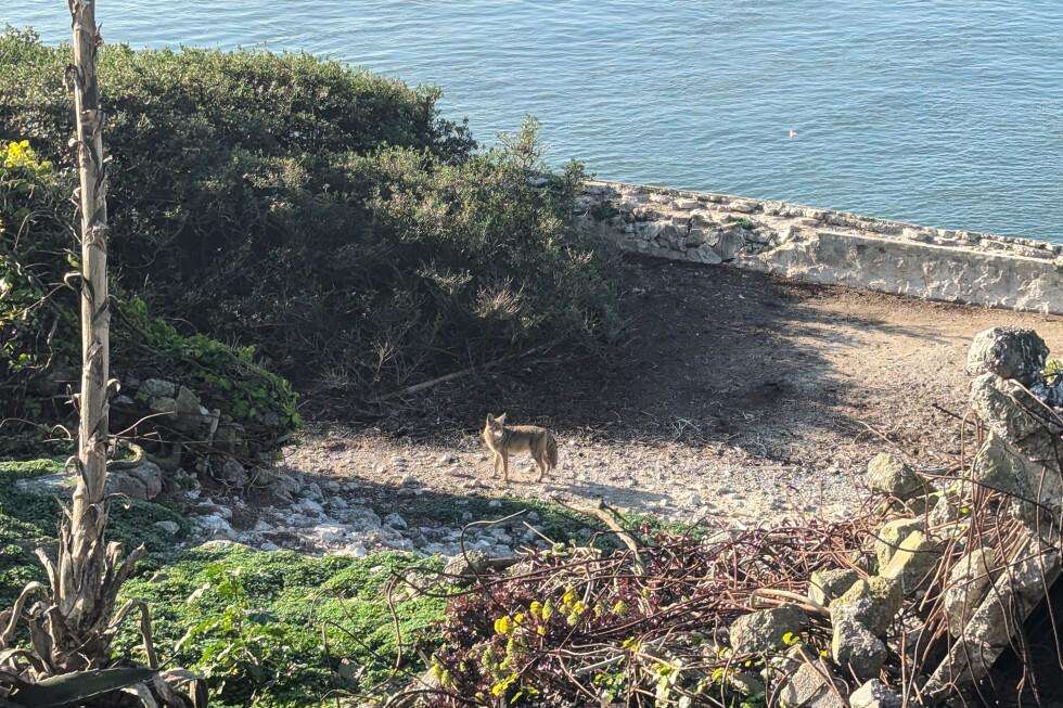 image for Male coyote swam 2 miles to Alcatraz Island, twice as far as biologists had expected