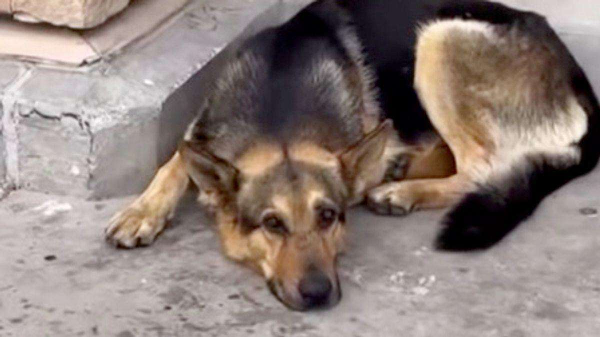 image for 'Sweet' dog abandoned at Walmart for 3 days with all its toys finds new home